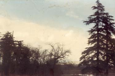 Arbres et un sapin avec arrière-plan de ciel nuageux.