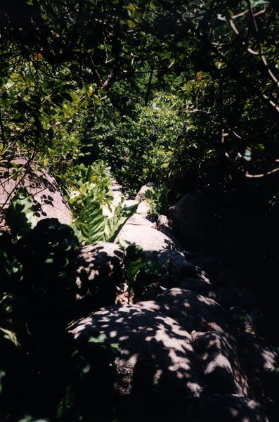 Sentier pierreux sous les arbres.