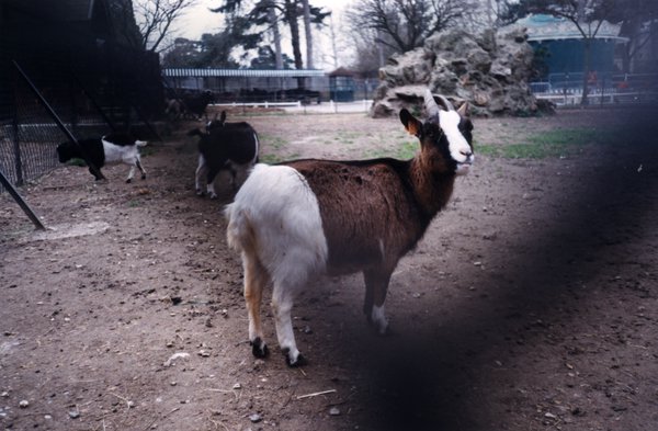 Chèvre au pelage brun et blanc.