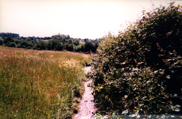 Chemin de terre à travers champs et buissons.