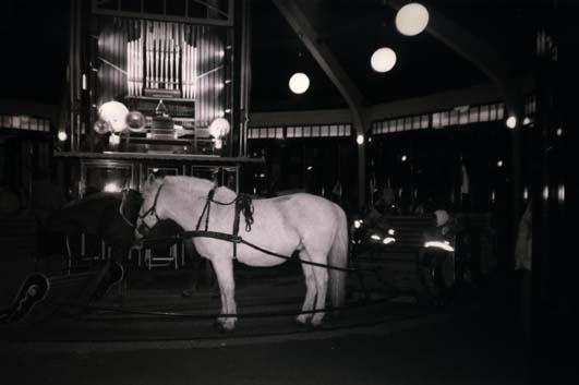 Calèche avec cheval blanc devant un buffet d’orgue. Noir et blanc.