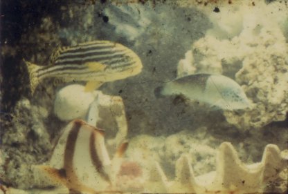 Poissons et algues sous l’eau.