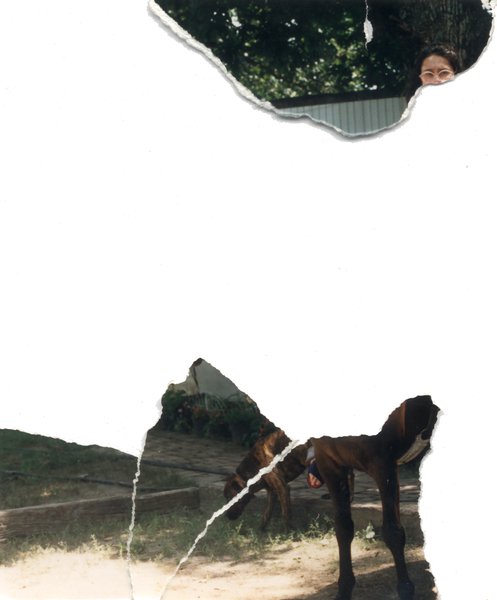 Haut de visage et animaux. Image déchirée en partie reconstituée.