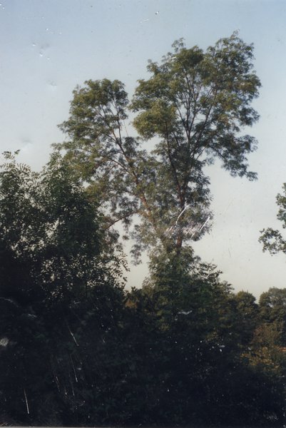 Arbres se découpant sur le ciel.ᴬᴵ