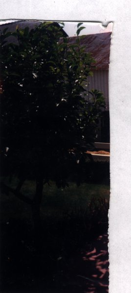 Arbre au premier plan devant une maison. Fragment déchiré.ᴬᴵ