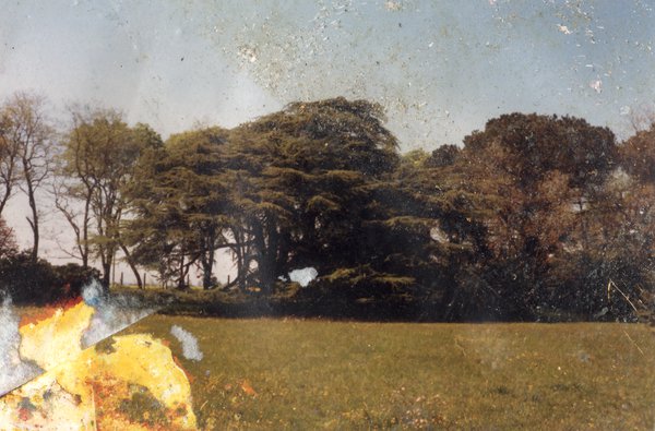 Champ et rangée d’arbres. Image avec brûlures.