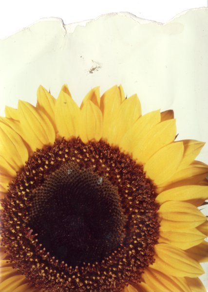 Fleur de Tournesol.