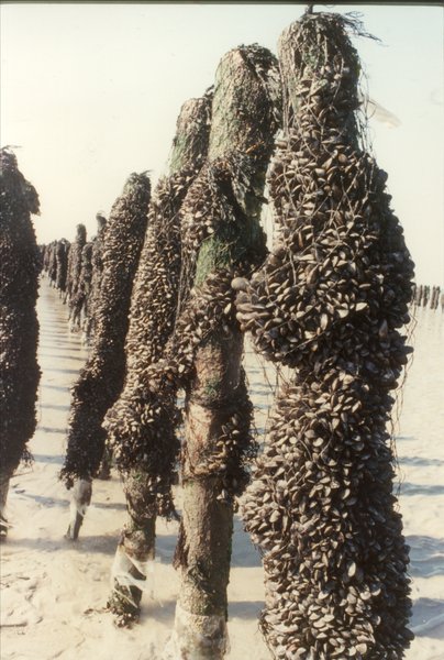 Rangée de pieux recouverts de moules d’élevage.