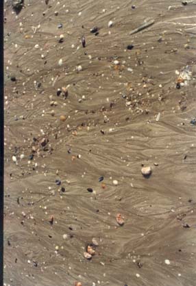 Sable humide avec cailloux et éclats de coquillage.