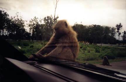 Singe sur un pare-brise de voiture et arbres en avant-plan.
