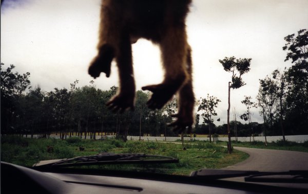 Singe sur un pare-brise de voiture, et parc en avant-plan.
