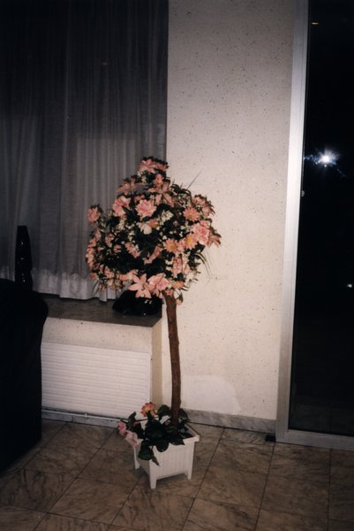 Pot avec plante à fleurs roses devant une fenêtre.