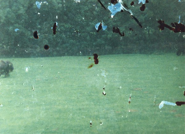 Parc et animaux. Image abîmée.