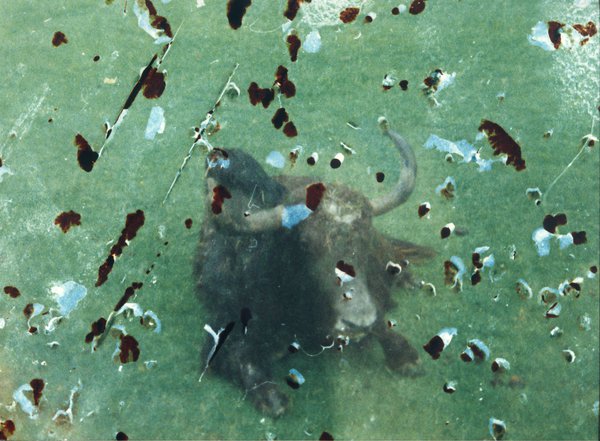Taureau. Image abîmée.