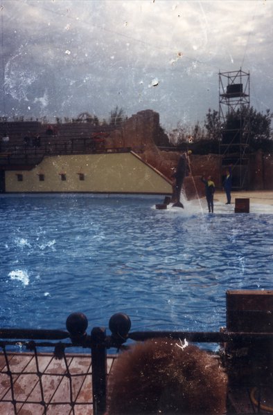 Bassin où un dauphin saute hors de l’eau.