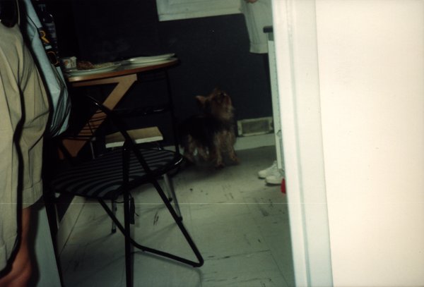 Petit chien debout près d'une chaise pliante dans une pièce sombre.ᴬᴵ