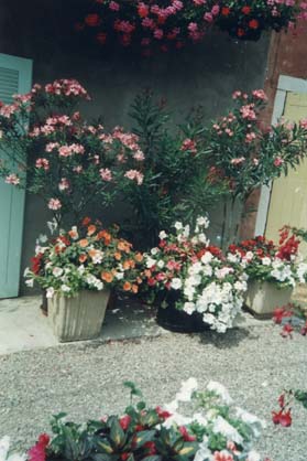 Pots de fleurs et lauriers roses devant la façade d’une maison.
