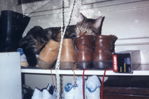 Chat tigré caché derrière une rangée de chaussures sur une étagère.