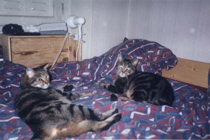 Deux chats tigrés allongés sur un lit recouvert d’une couette à motifs.