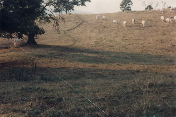Champ, arbre et moutons qui paissent.