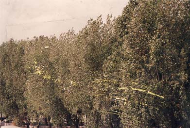 Arbres.