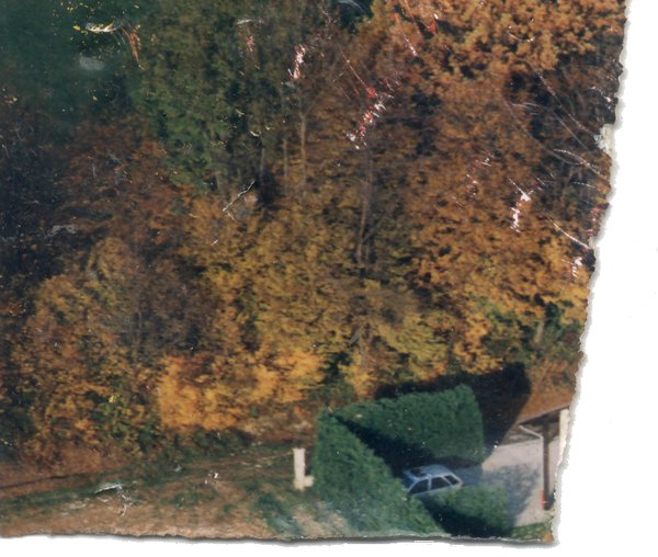 Végétations. Fragment.