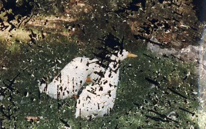 Oies dans un jardin. Images avec rayures.