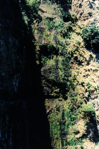 Végétations dans la montagne.